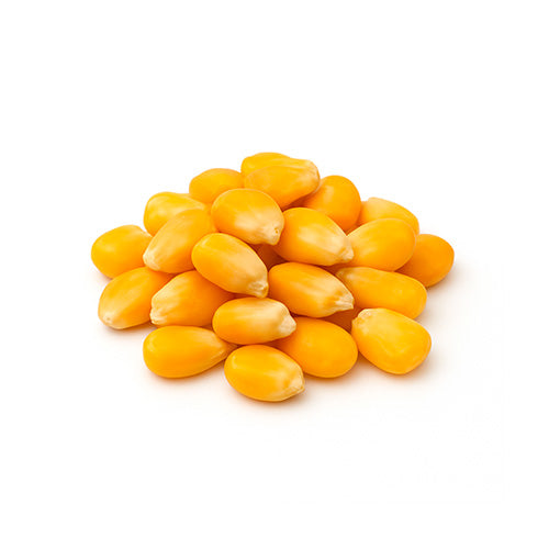 Maíz curagua (cabrita)